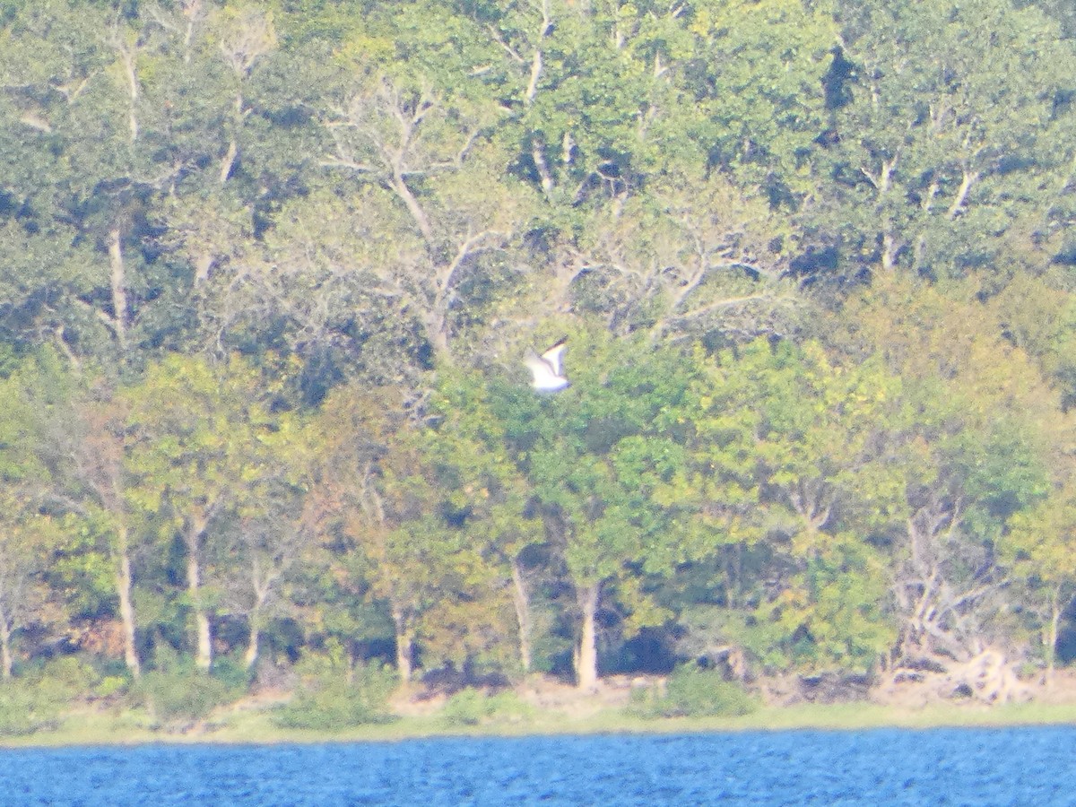 Sabine's Gull - ML624293587