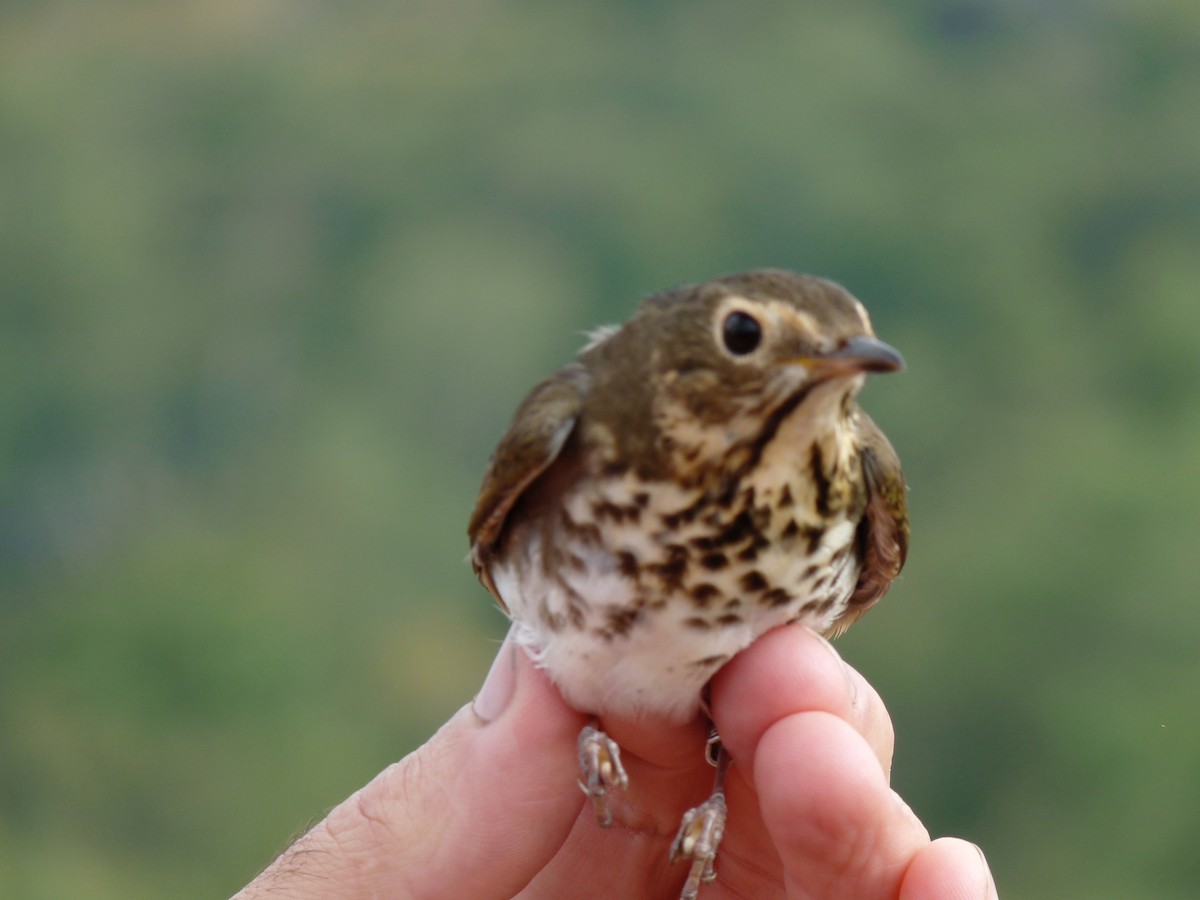 Swainson's Thrush - ML62429361