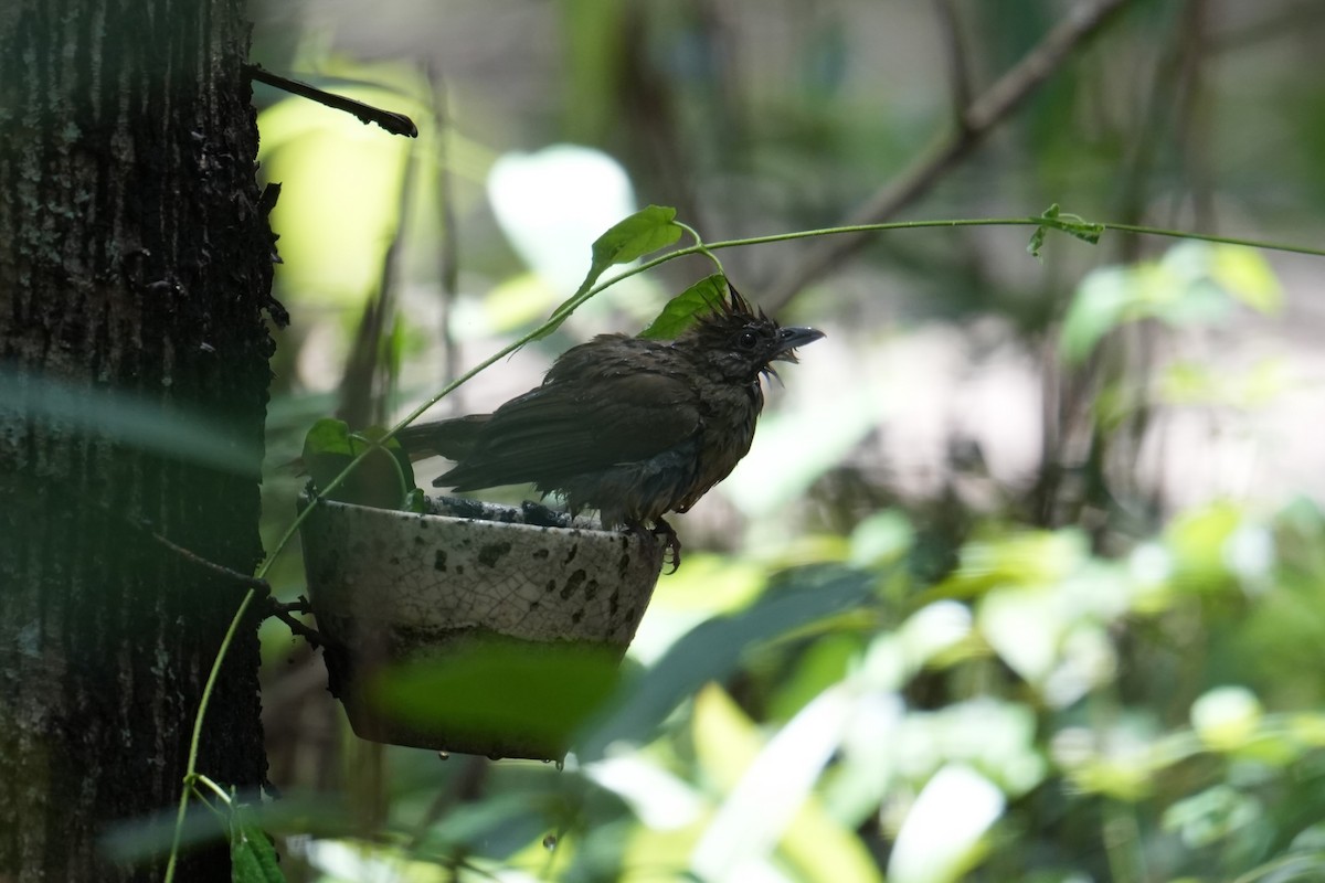 Puff-throated Bulbul - ML624293675