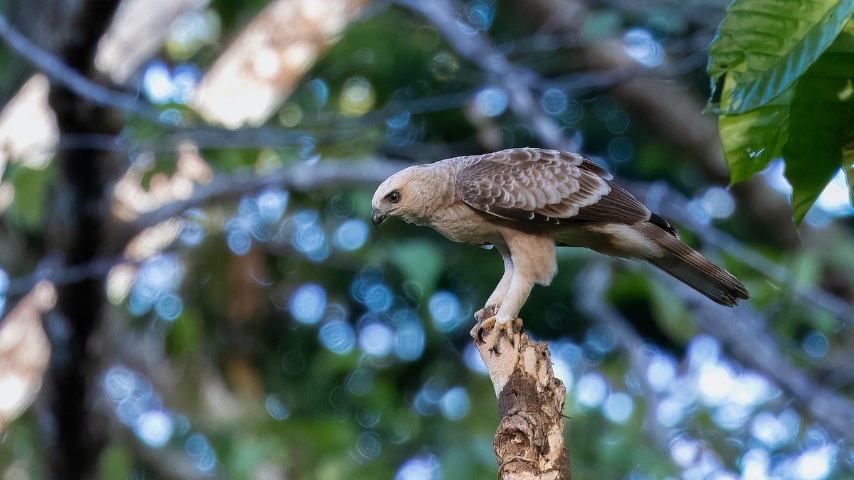 Wallace's Hawk-Eagle - ML624293776