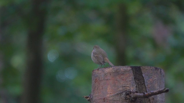 European Robin - ML624293830