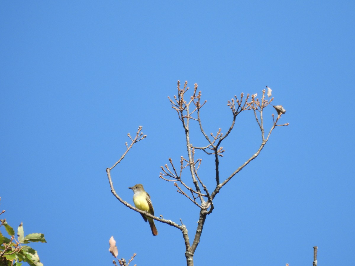 Great Crested Flycatcher - ML624293832