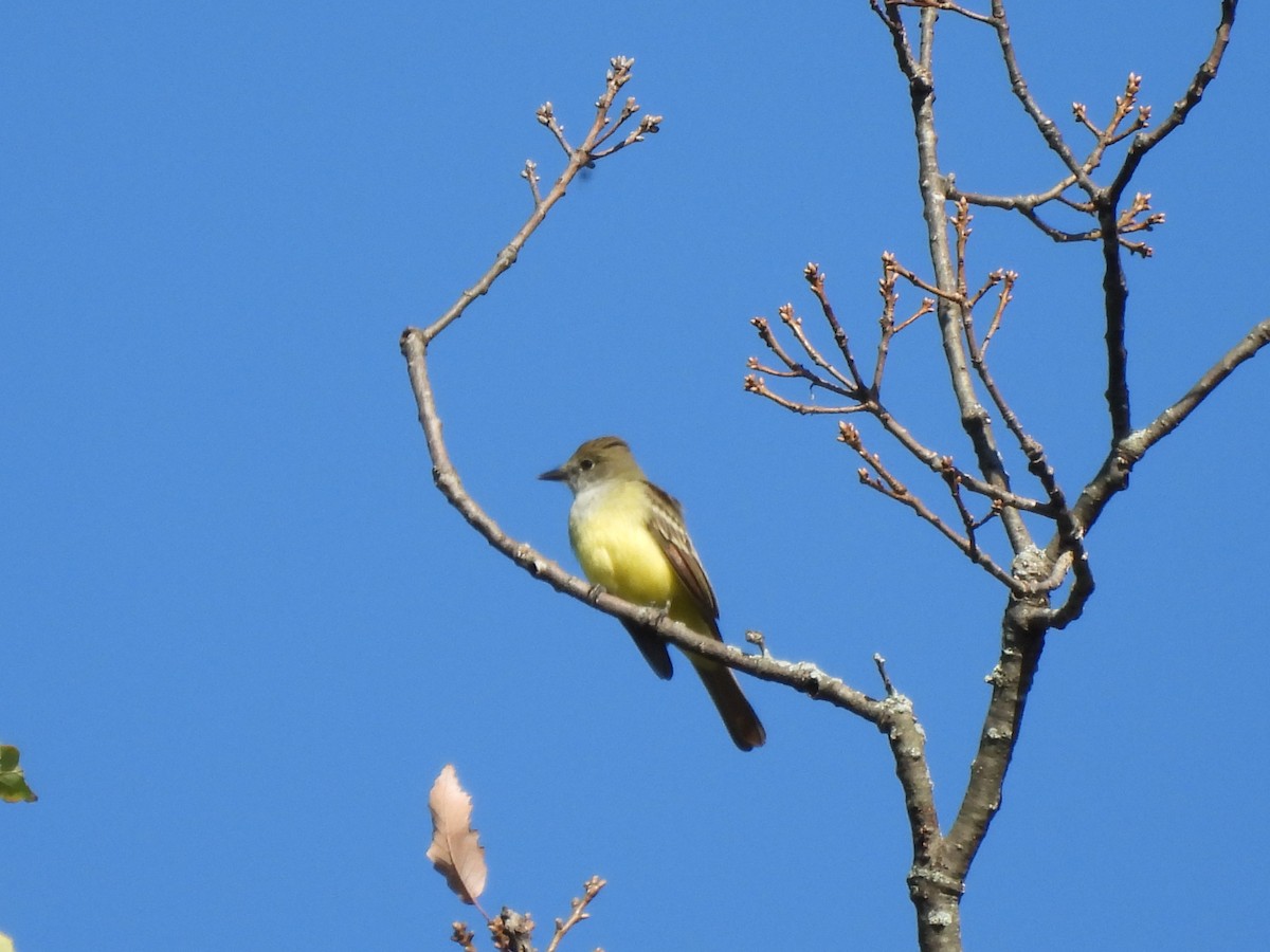 Great Crested Flycatcher - ML624293833