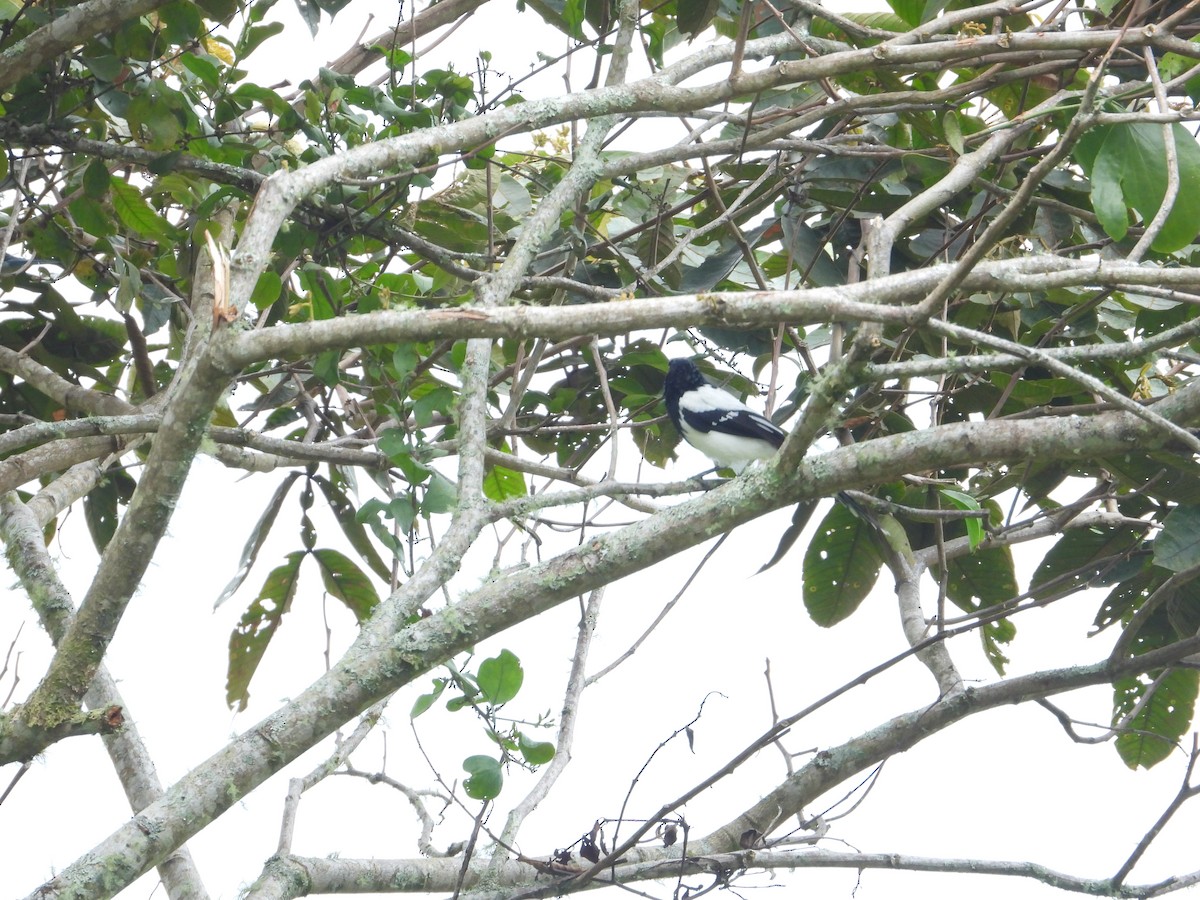 Magpie Tanager - ML624293875