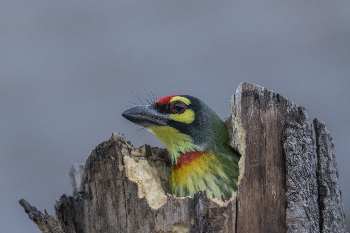 Coppersmith Barbet - ML624293904