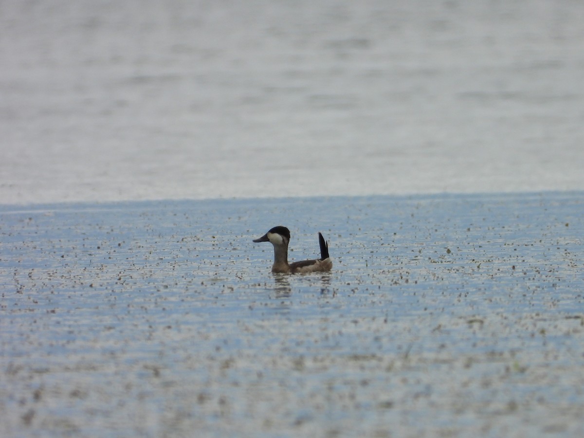 Ruddy Duck - ML624294080