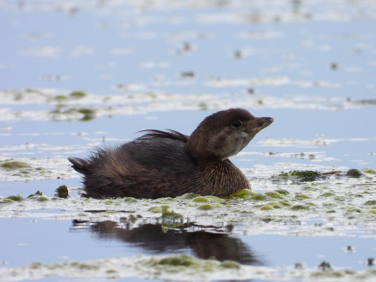 Pied-billed Grebe - ML624294104