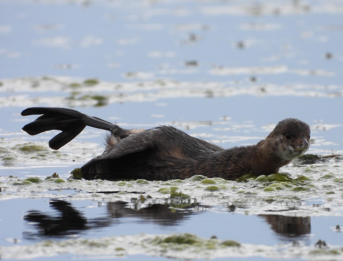 Pied-billed Grebe - ML624294105