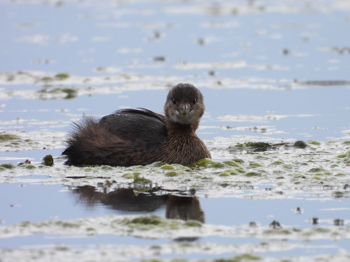 Pied-billed Grebe - ML624294106