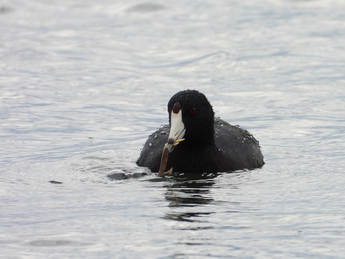 American Coot - ML624294140