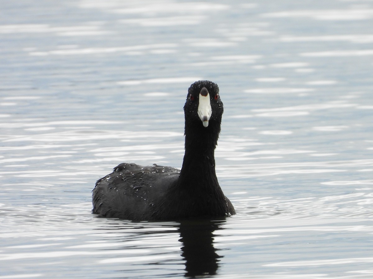 American Coot - ML624294142