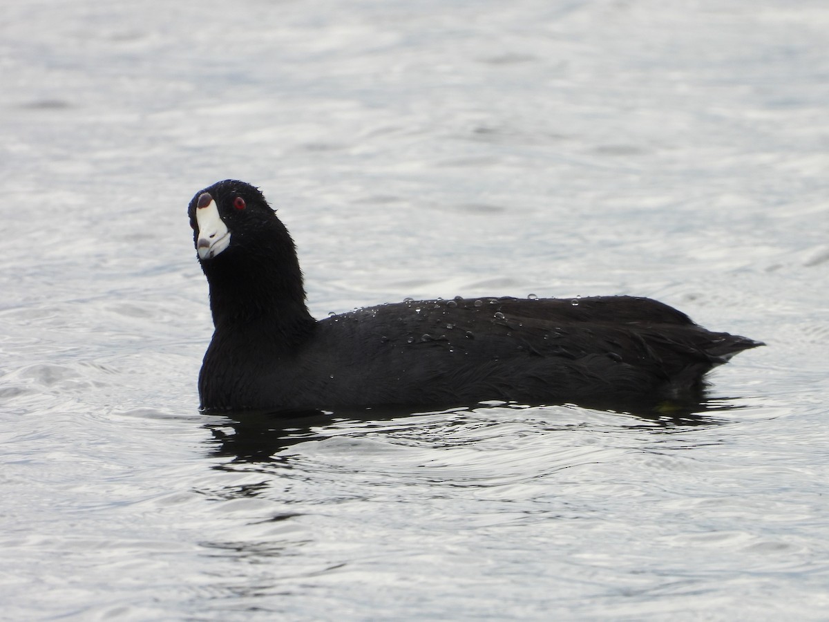 American Coot - ML624294143