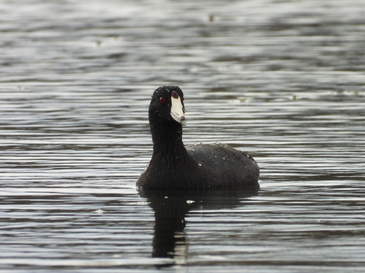 American Coot - ML624294144