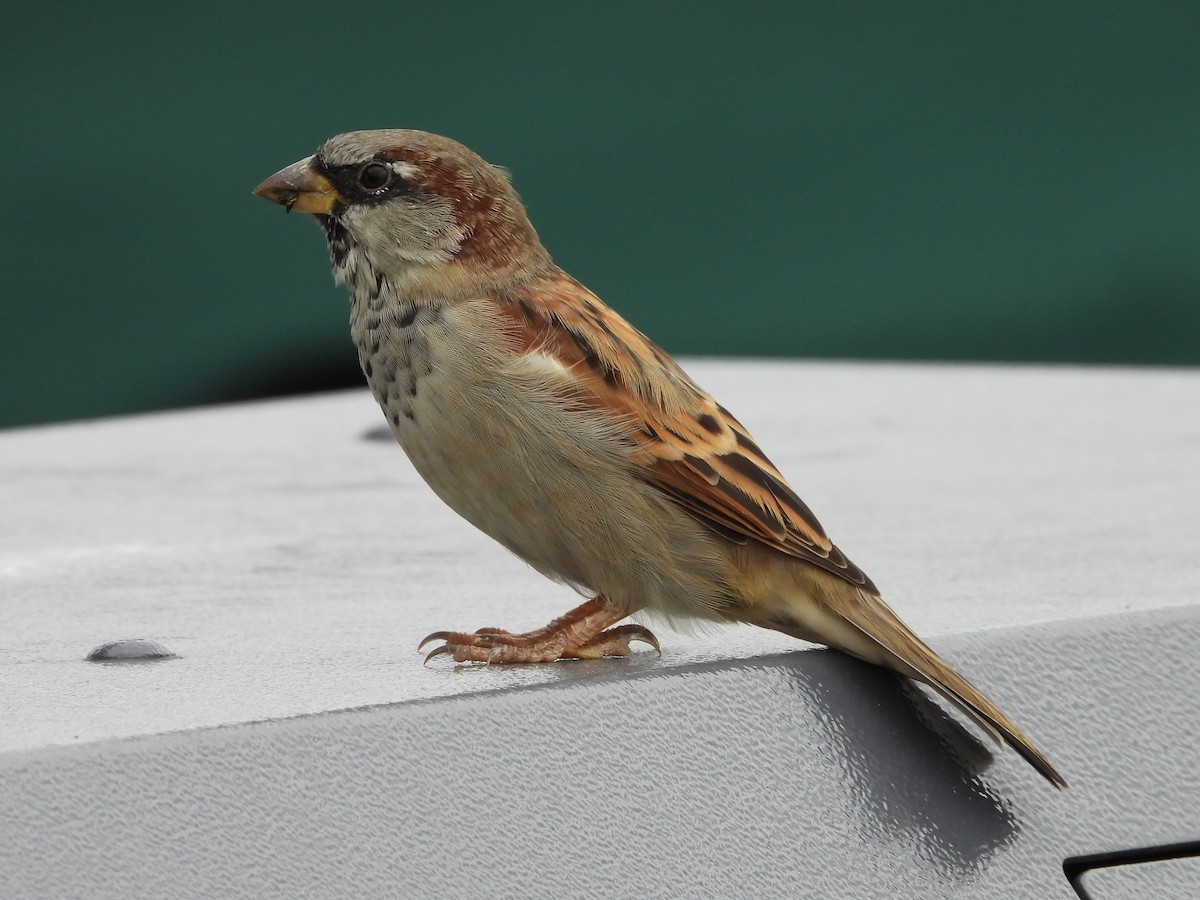 House Sparrow - ML624294156