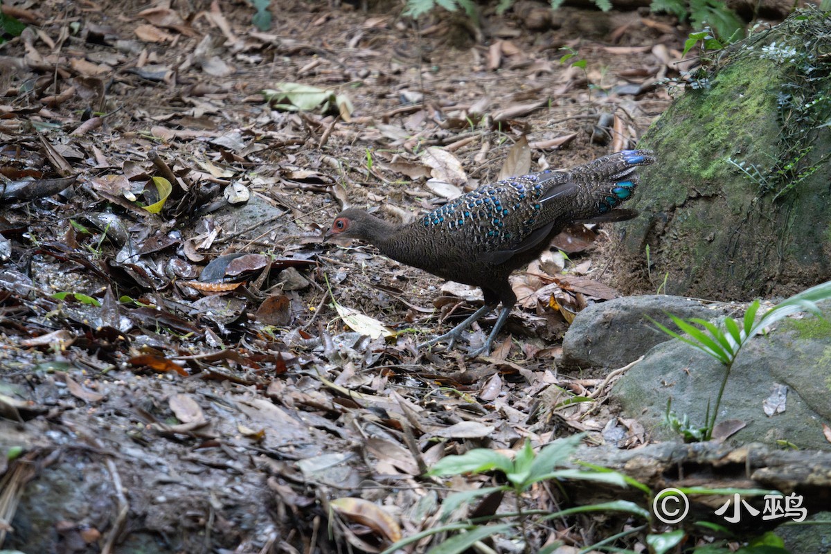 Hainan Peacock-Pheasant - ML624294184