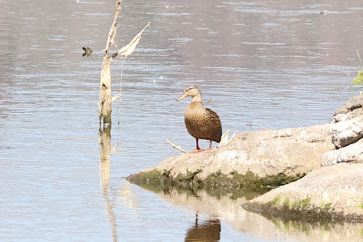 Mexican Duck - ML624294274