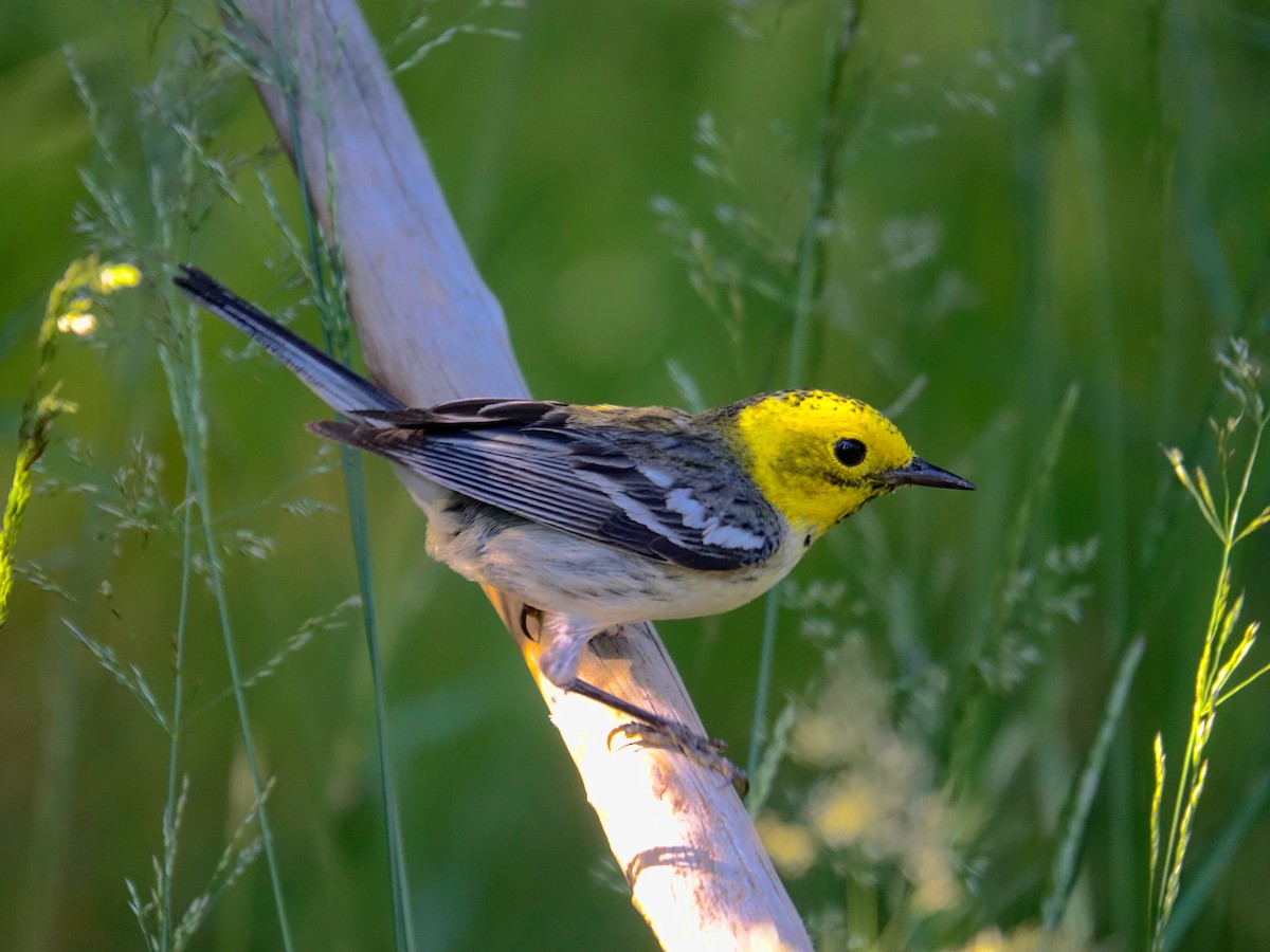 Hermit Warbler - ML624294293