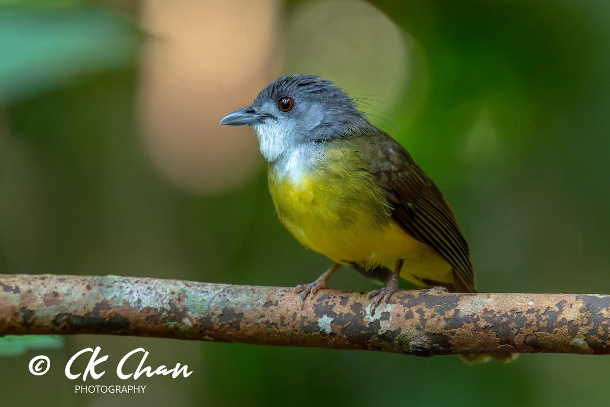 Yellow-bellied Bulbul - ML624294346