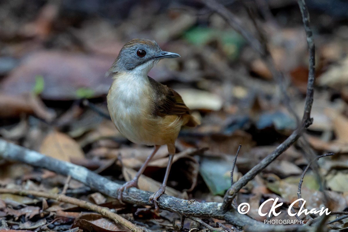 Short-tailed Babbler - ML624294478