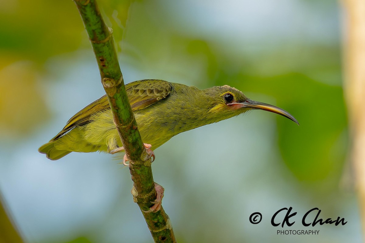 Yellow-eared Spiderhunter - ML624294552