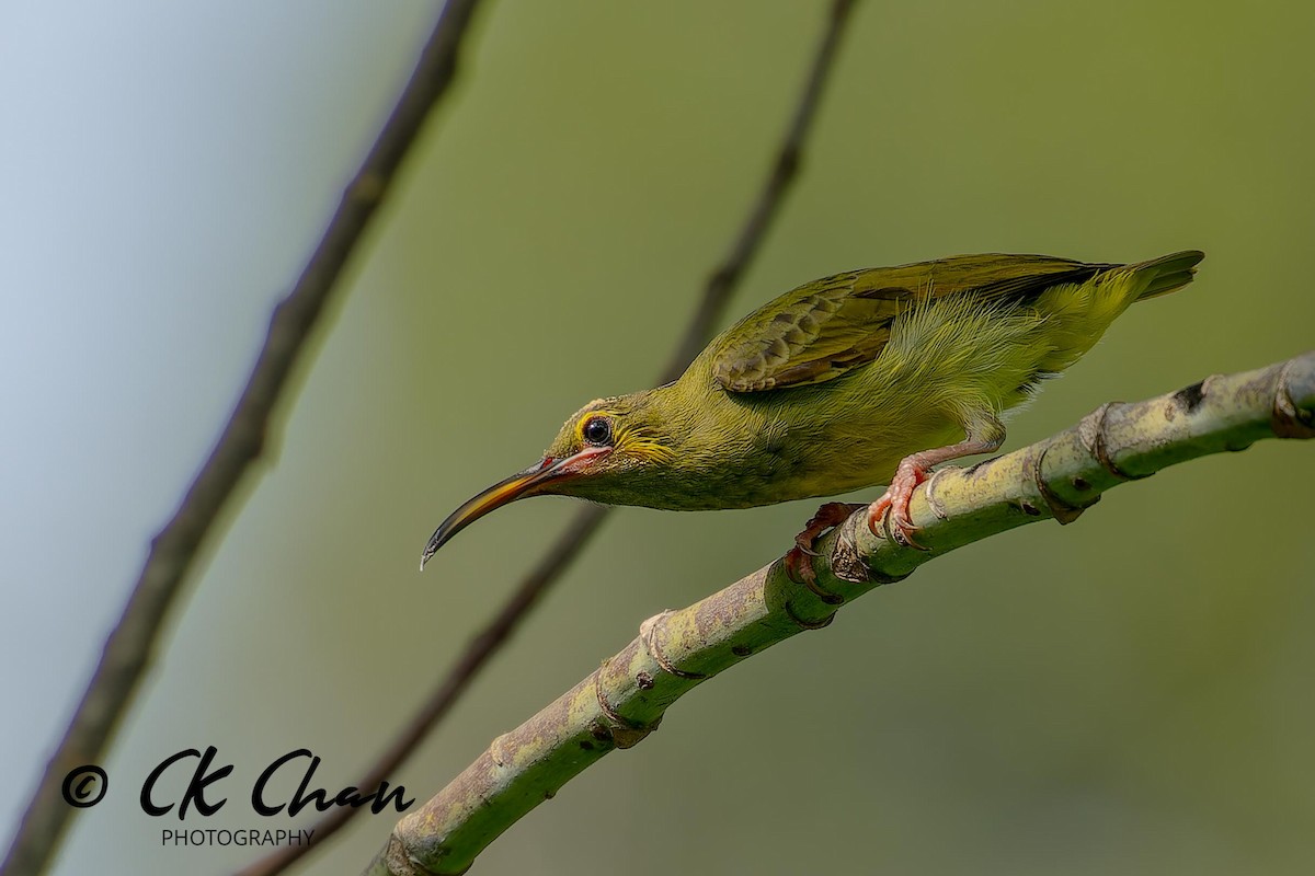 Yellow-eared Spiderhunter - ML624294556