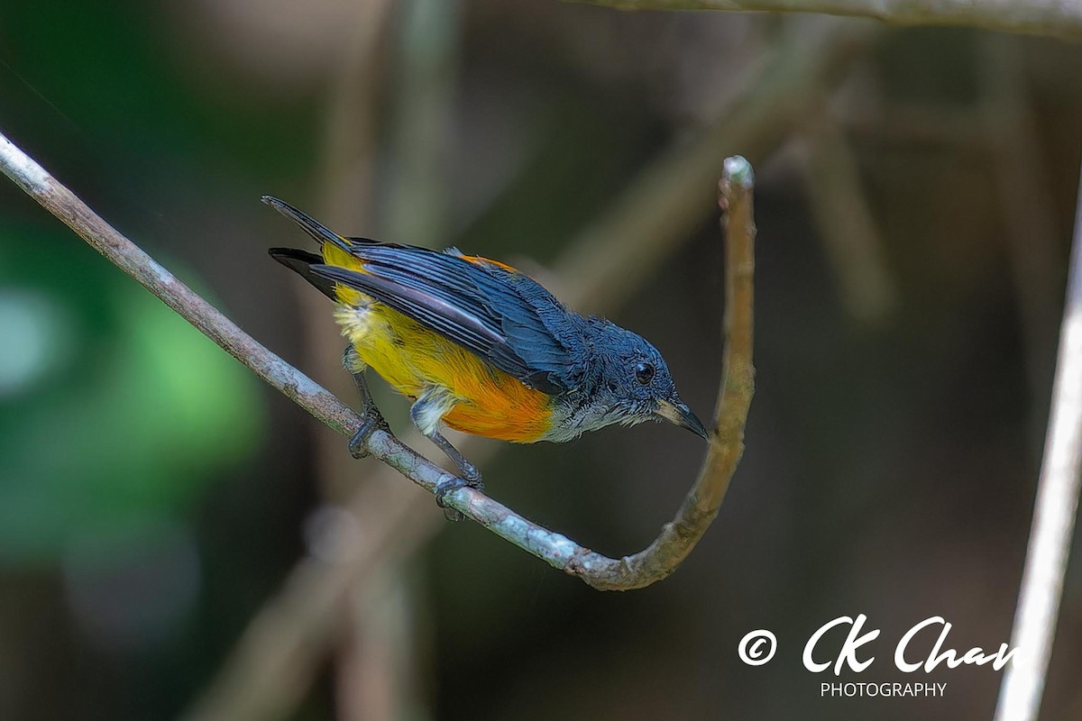 Orange-bellied Flowerpecker - ML624294561