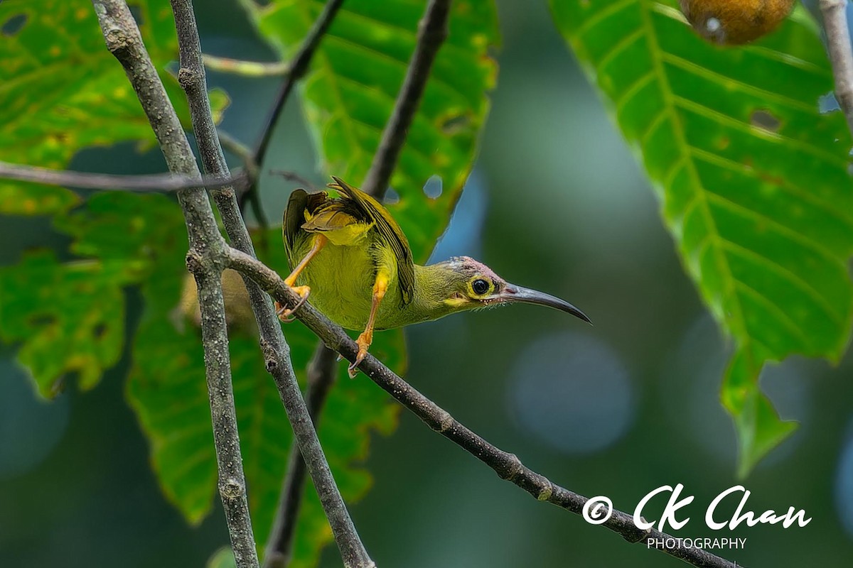 Spectacled Spiderhunter - ML624294578