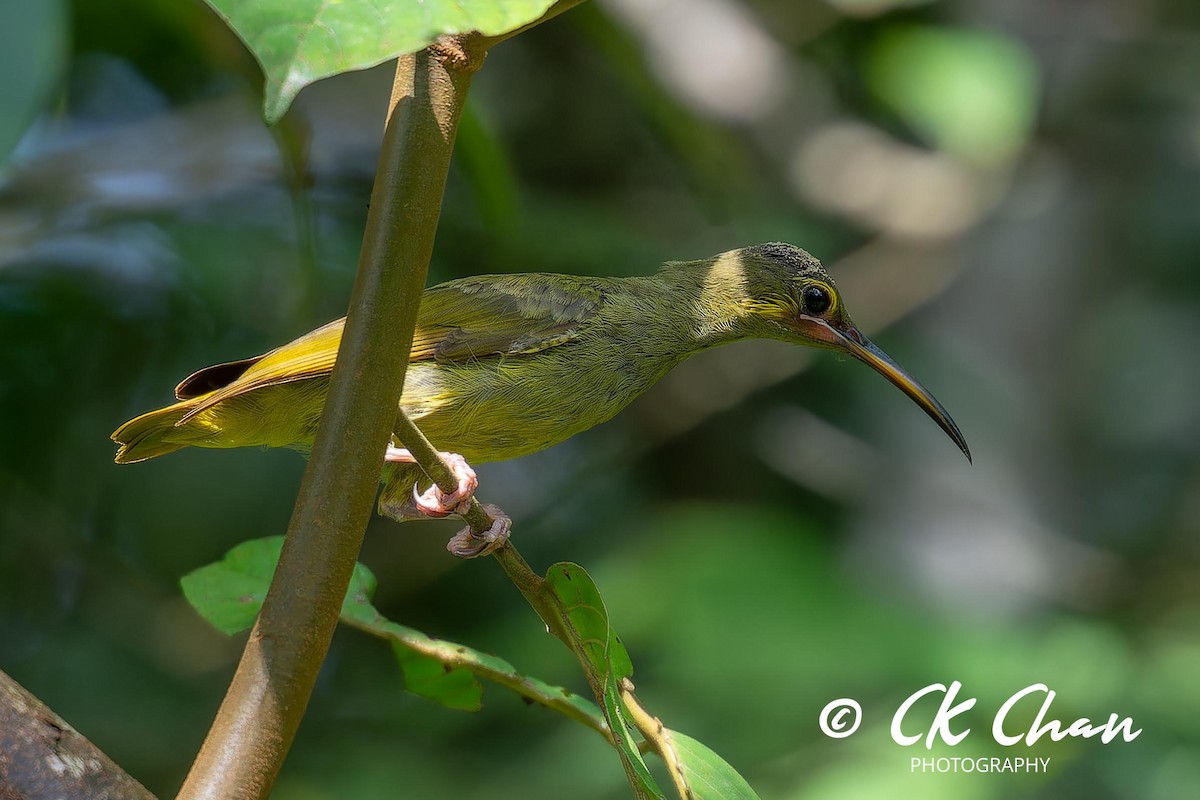 Yellow-eared Spiderhunter - ML624294580