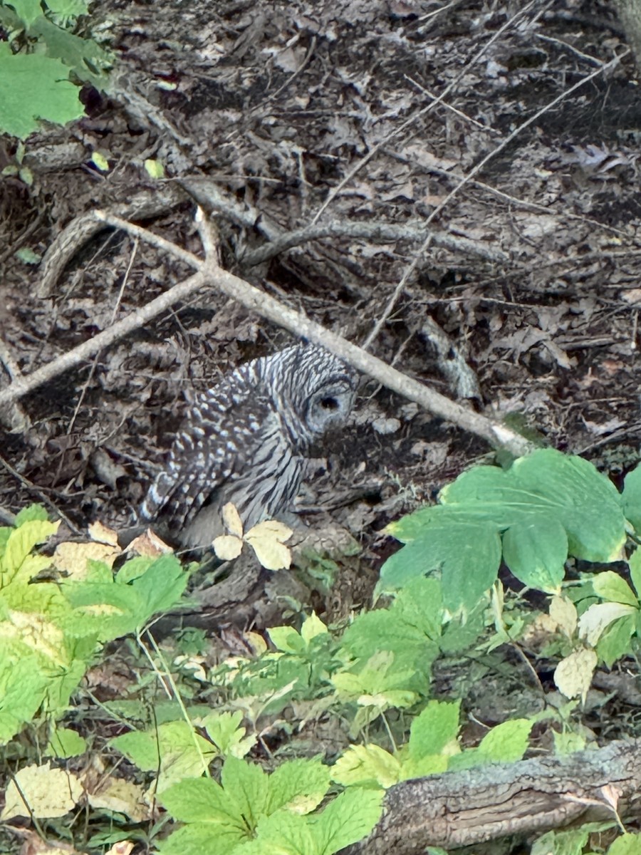 Barred Owl - ML624294588