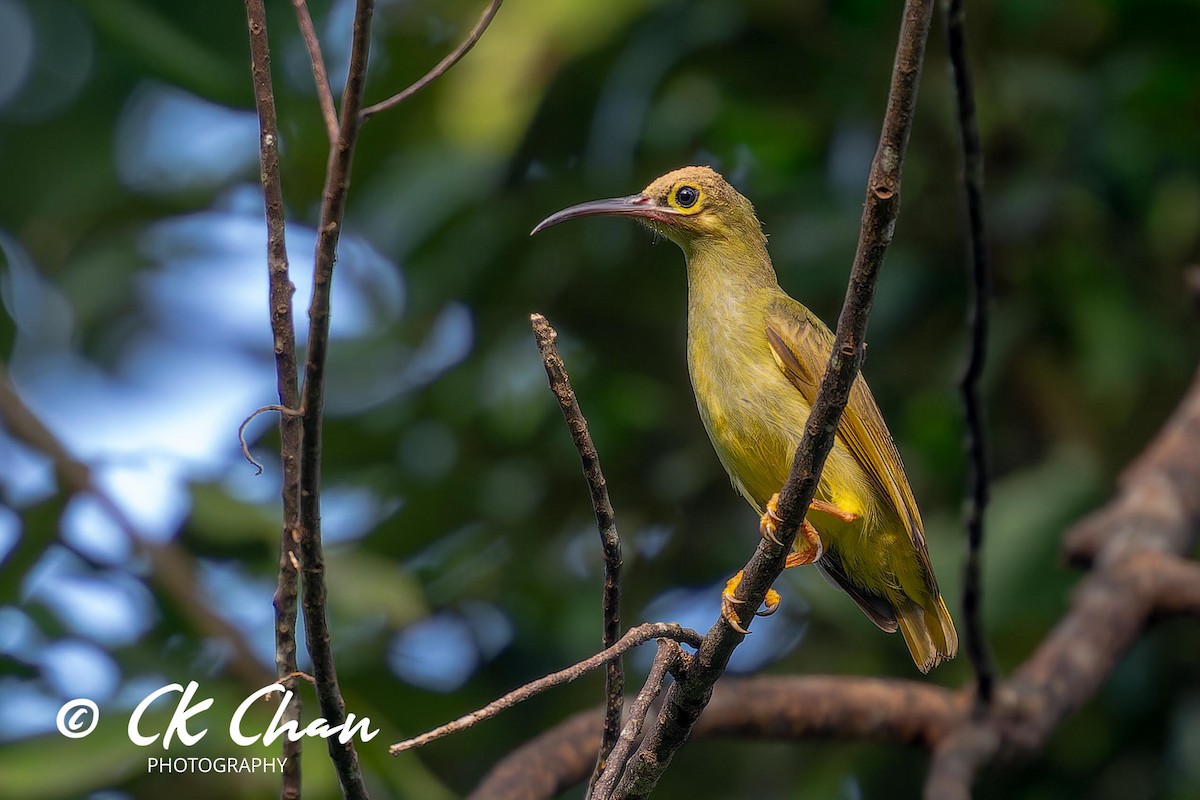 Spectacled Spiderhunter - ML624294599