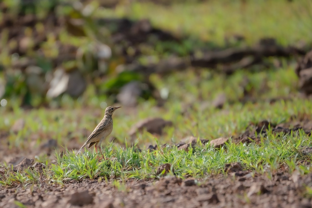 Paddyfield Pipit - ML624294675