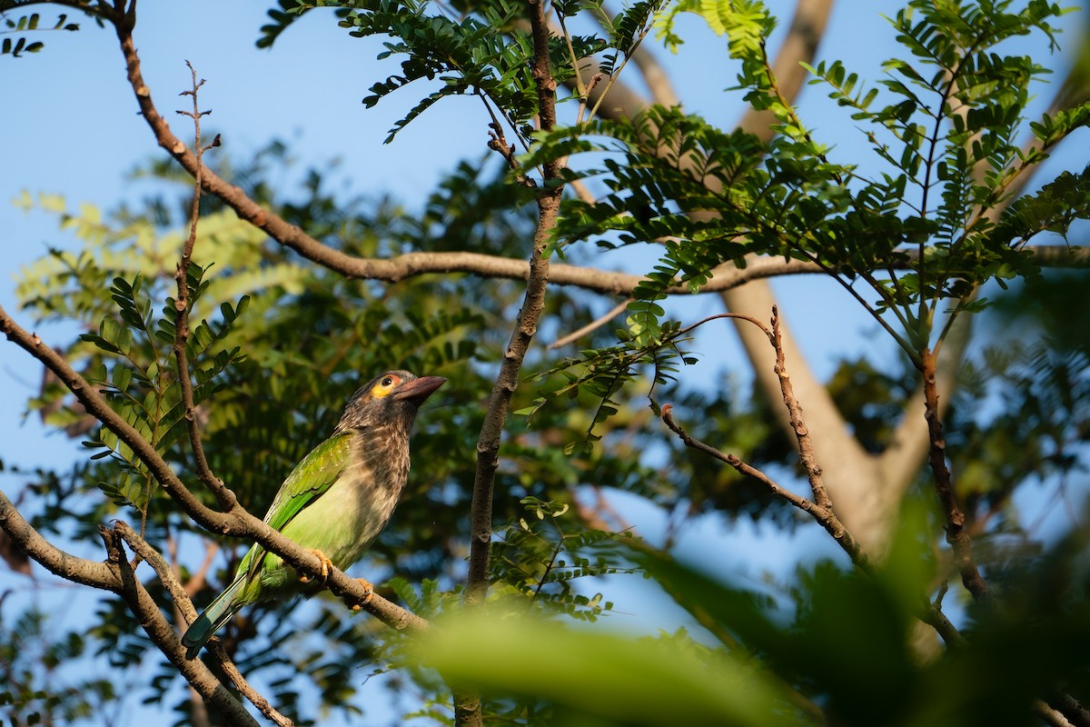 Brown-headed Barbet - ML624294701