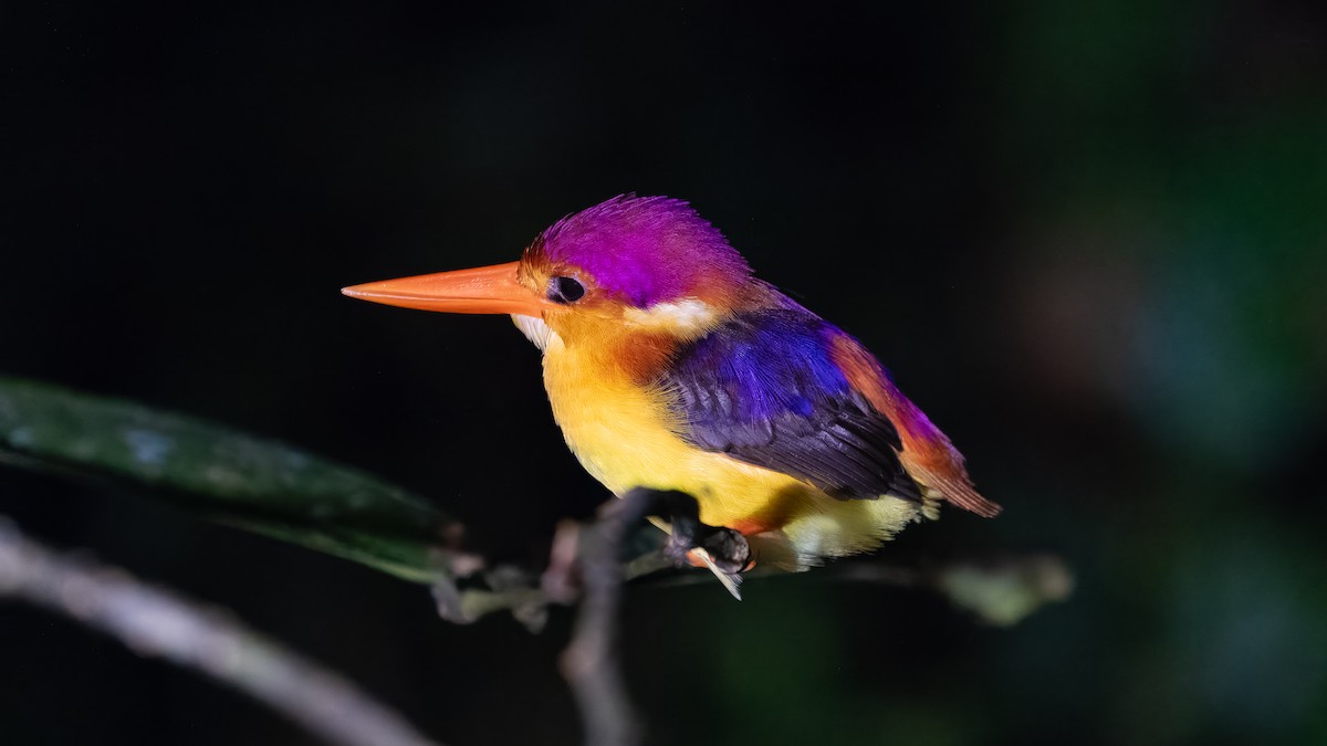 Rufous-backed Dwarf-Kingfisher - ML624294711