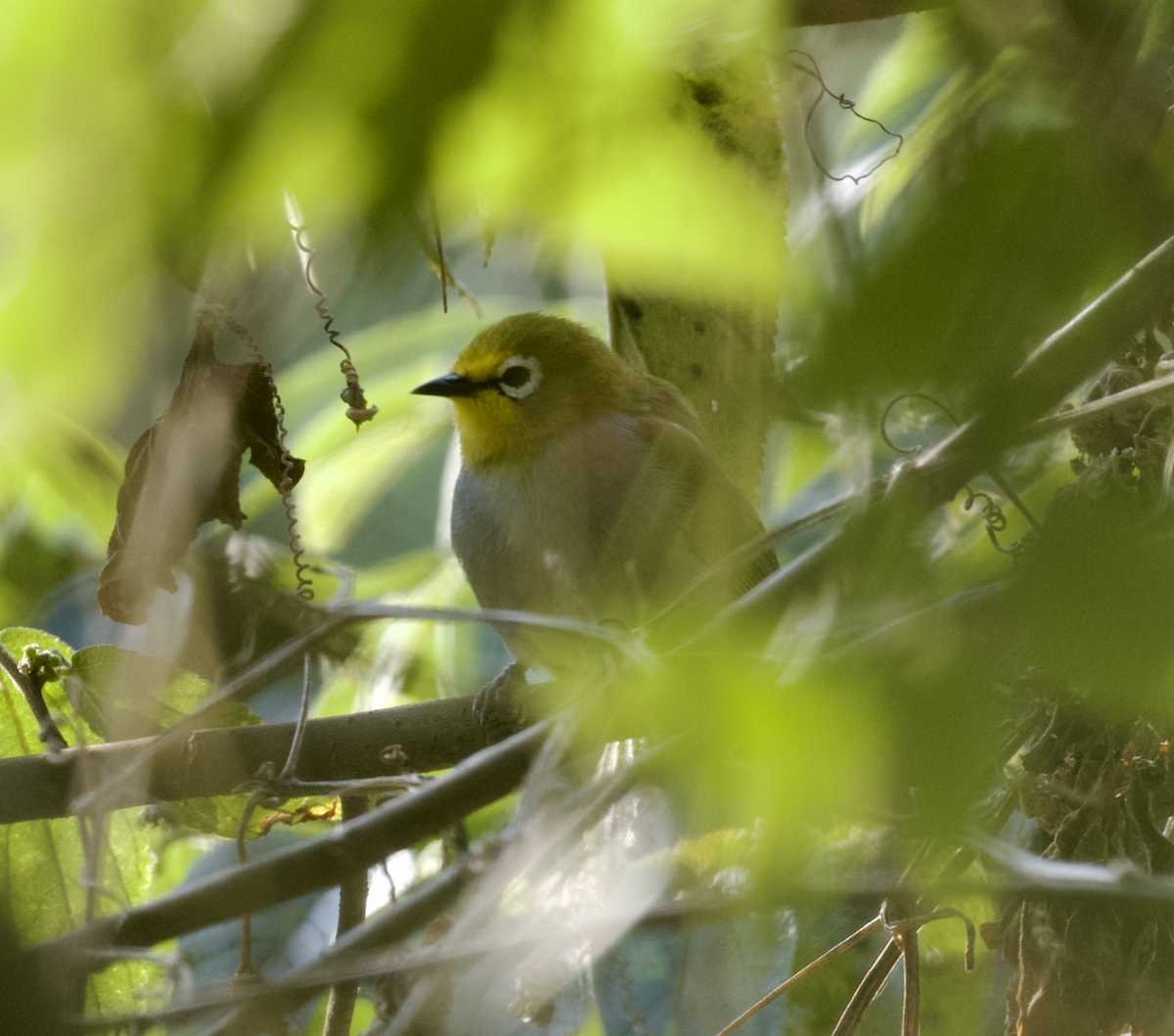 South Pare White-eye - ML624294720