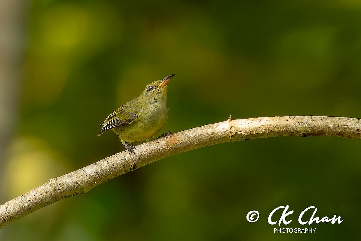 Orange-bellied Flowerpecker - ML624294747