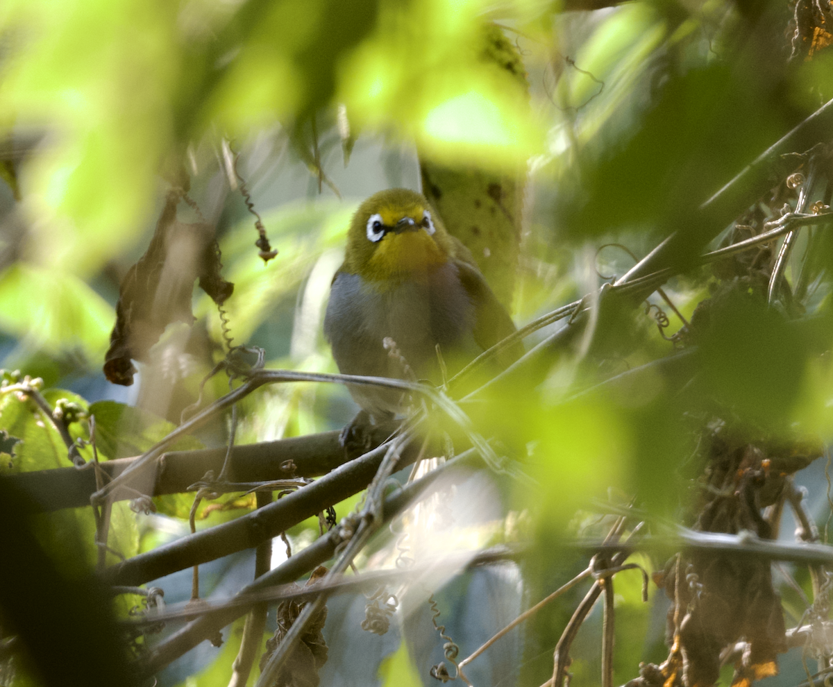 South Pare White-eye - ML624294756