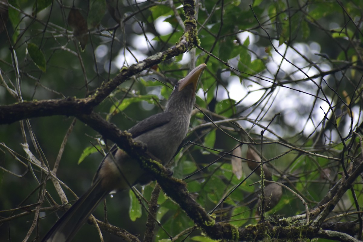 Malabar Gray Hornbill - ML624294887