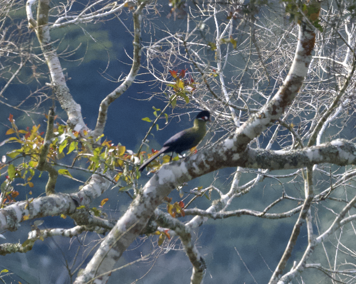 Turaco de Hartlaub - ML624294932