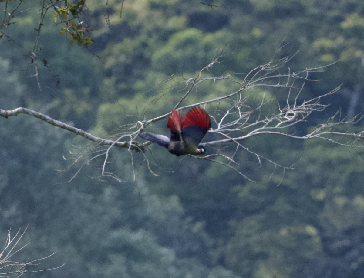 Turaco de Hartlaub - ML624294933