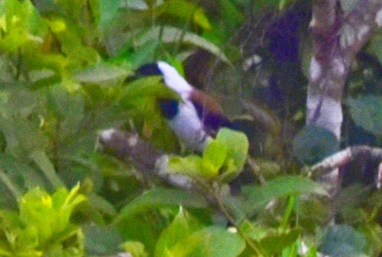 White-bellied Treepie - Sidharth R