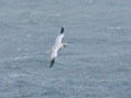 Northern Gannet - ML624295085