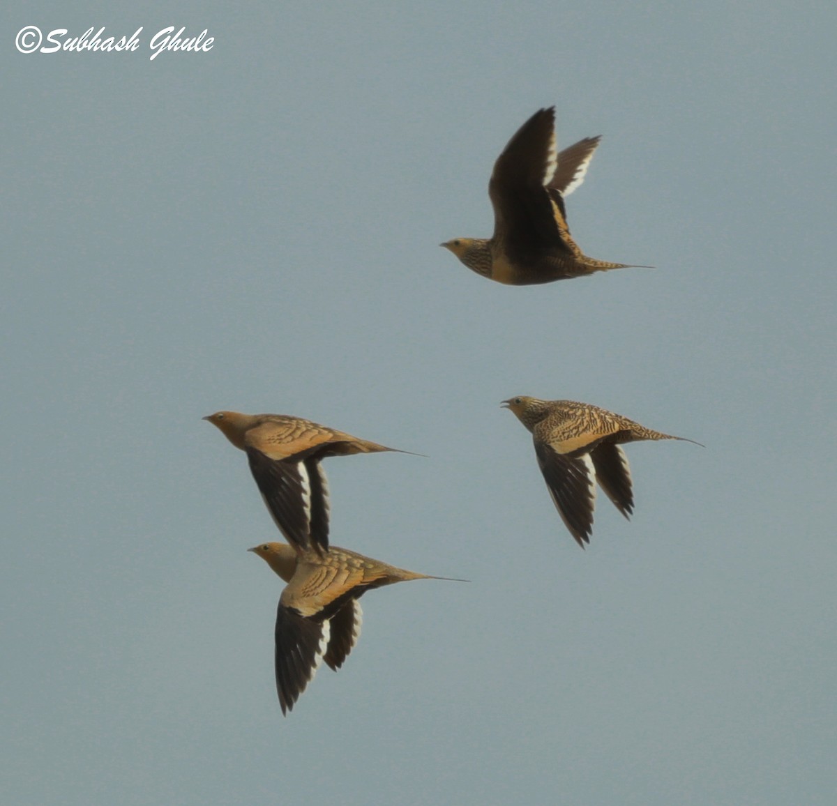 Chestnut-bellied Sandgrouse - ML624295198