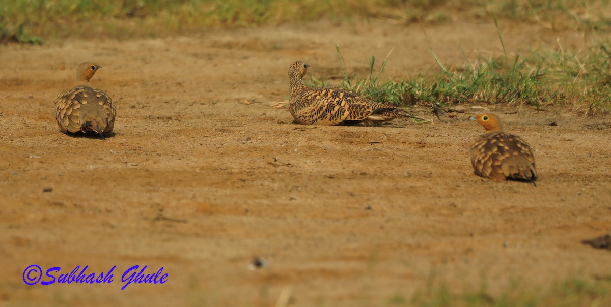 Chestnut-bellied Sandgrouse - ML624295201