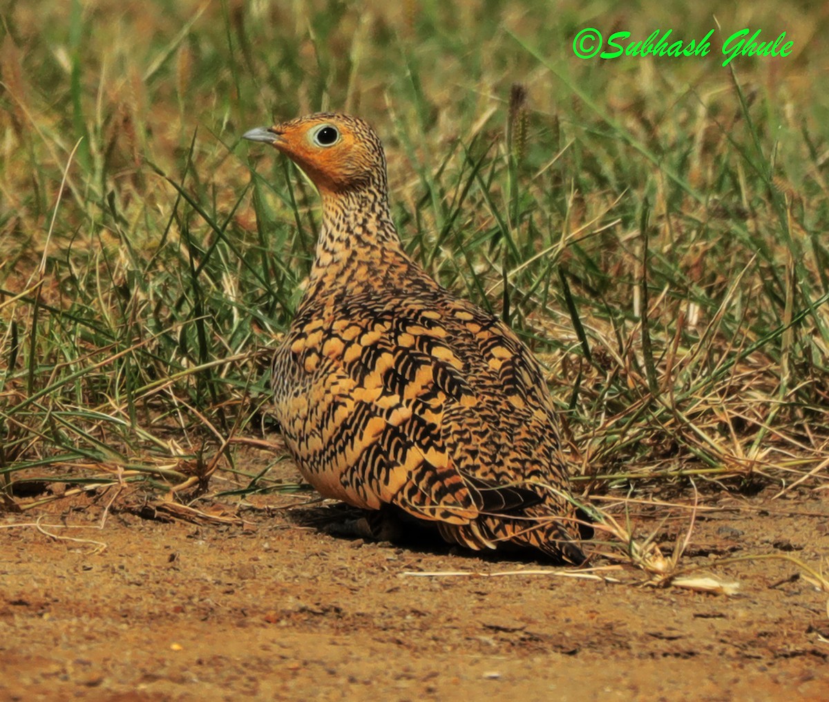 Chestnut-bellied Sandgrouse - ML624295202