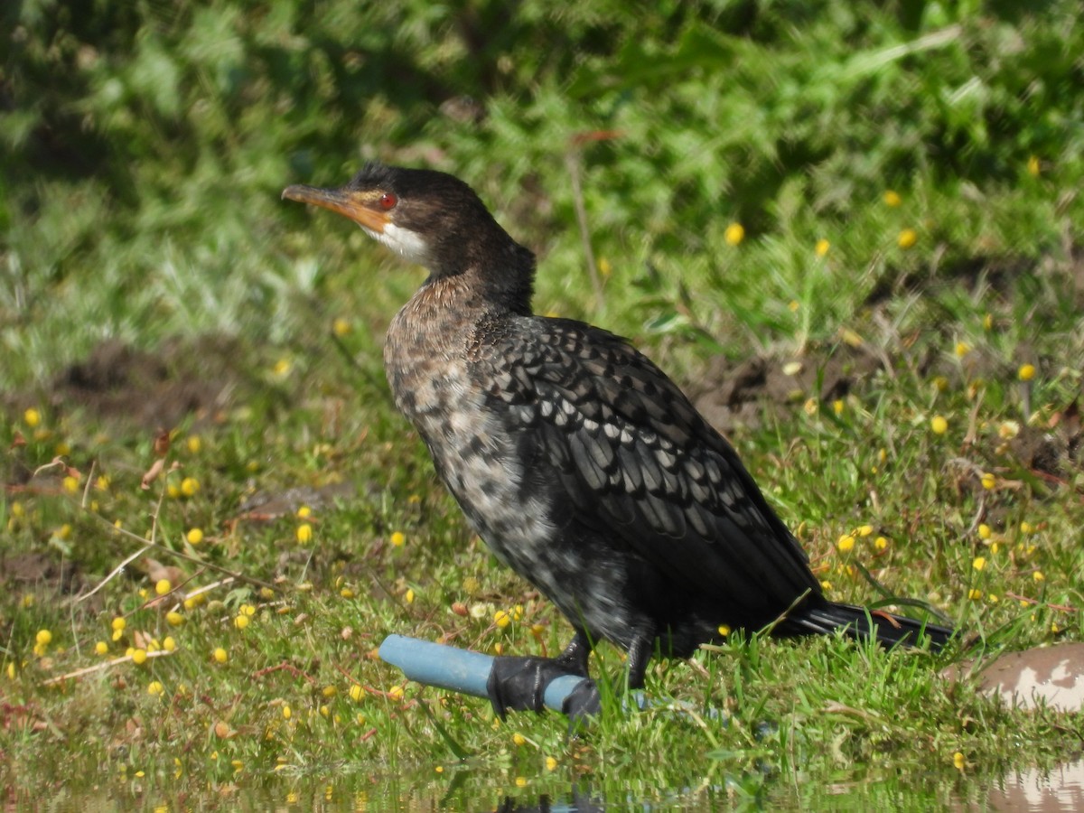 Cormorán Africano - ML624295216