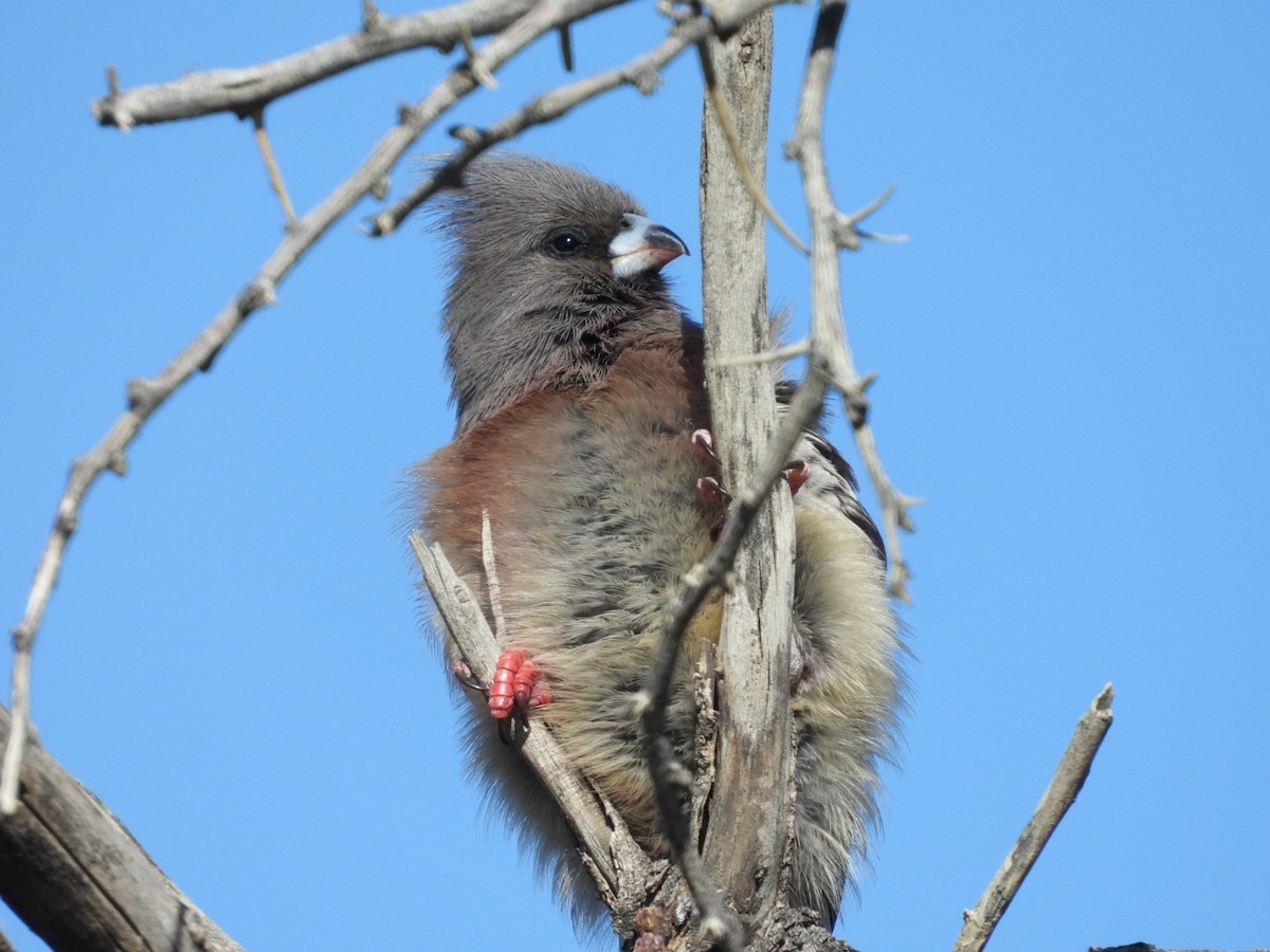 Pájaro Ratón Dorsiblanco - ML624295238