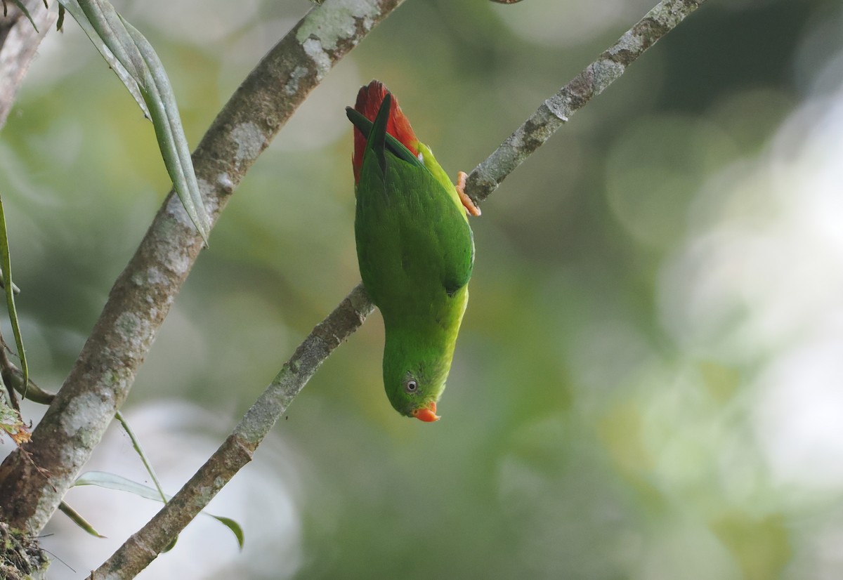 Yellow-throated Hanging-Parrot - ML624295265