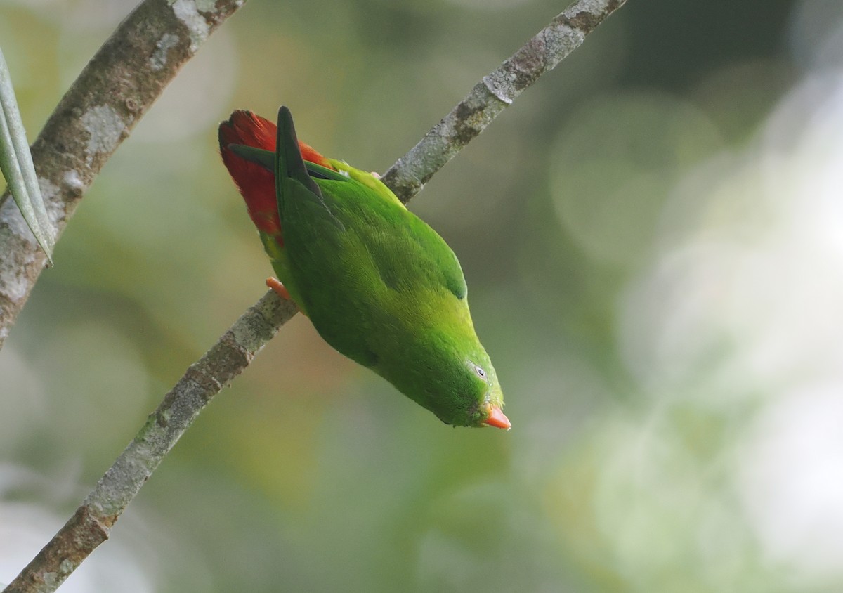 Yellow-throated Hanging-Parrot - ML624295276