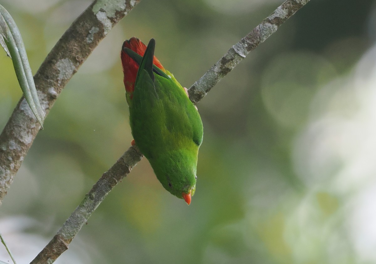 Yellow-throated Hanging-Parrot - ML624295294