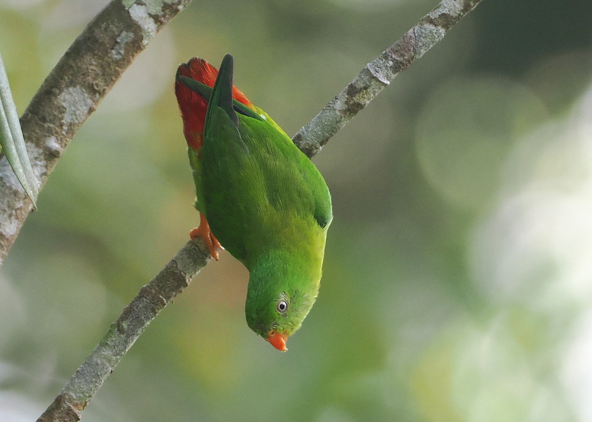 Yellow-throated Hanging-Parrot - ML624295301